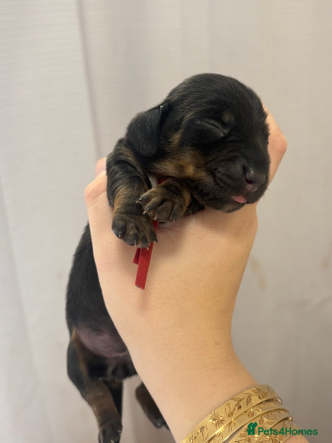 Miniature Dachshund dogs for sale: MINIATURE DACHSHUNDS - Advert 24