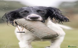 English Springer Spaniel dogs for sale: Working English Springer Spaniel  in Cullompton - Image 7