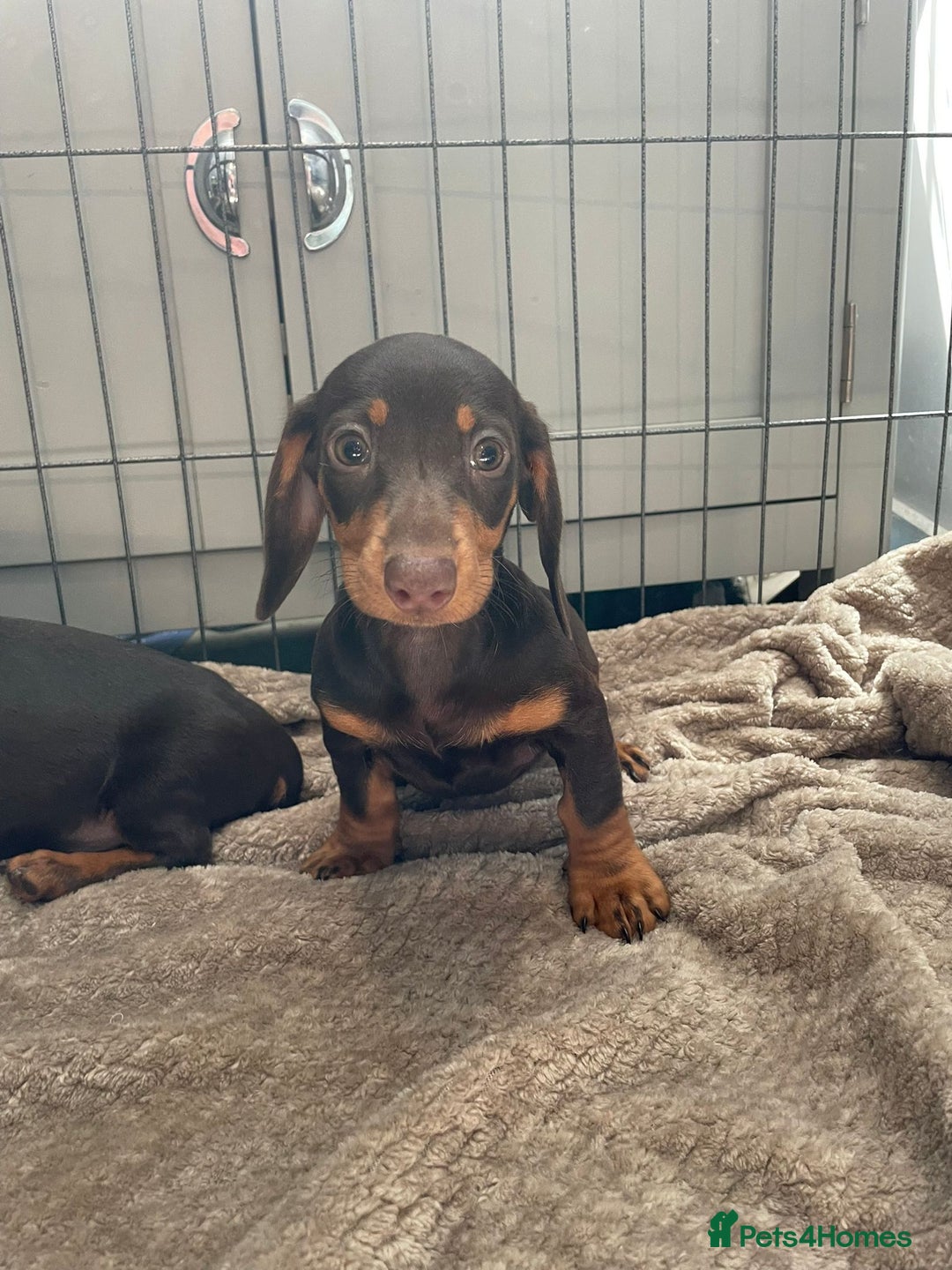 Dachshund dogs for sale: Standard Dachshund Puppies Ready Now - Image 7