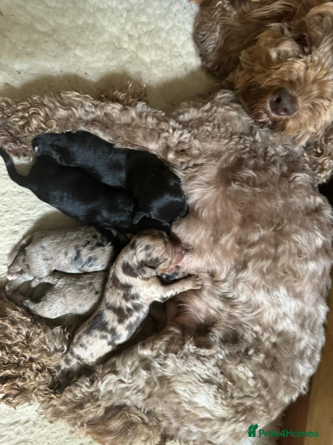 Cockapoo dogs for stud: F1 proven Blue Merle Cockapoo for stud in Aylesford - Advert 14