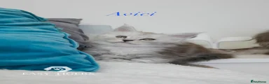 Avici 