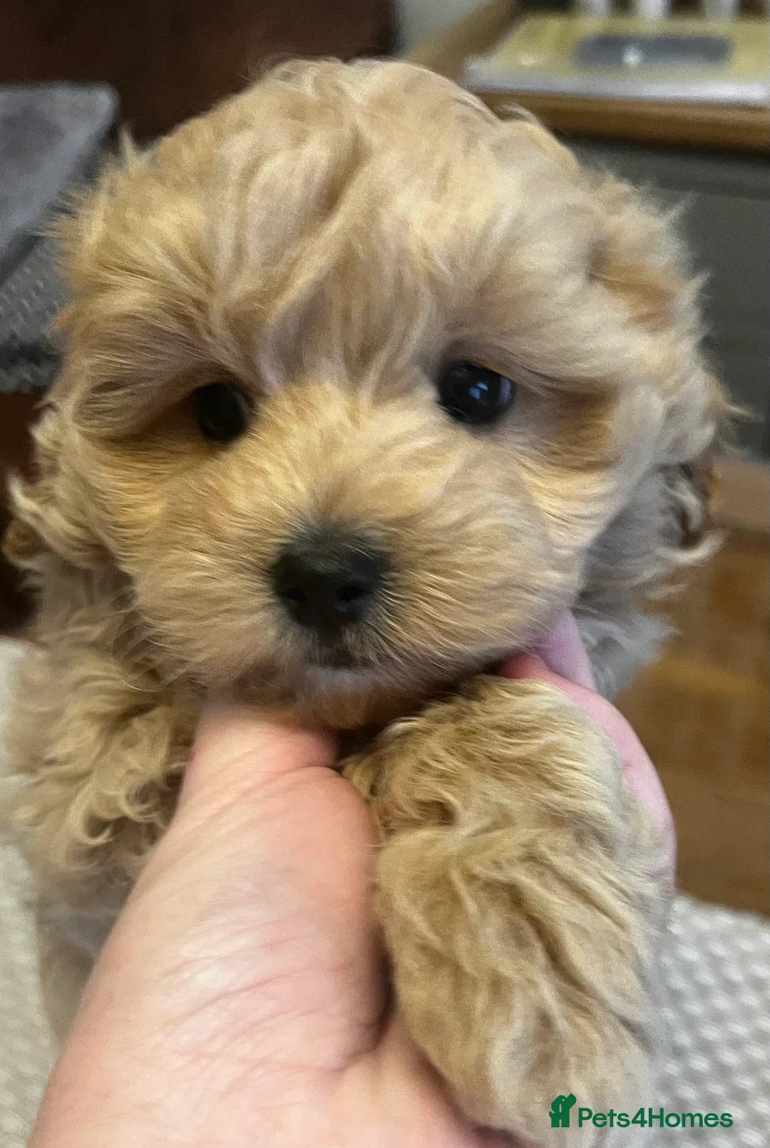 Maltipoo dogs for sale: Gorgeous Maltipoo  - Advert 14