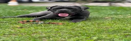 Cane Corso dogs for sale: 💙Cane Corso Boy Seeking Experienced,Loving Home💙 - Advert 8