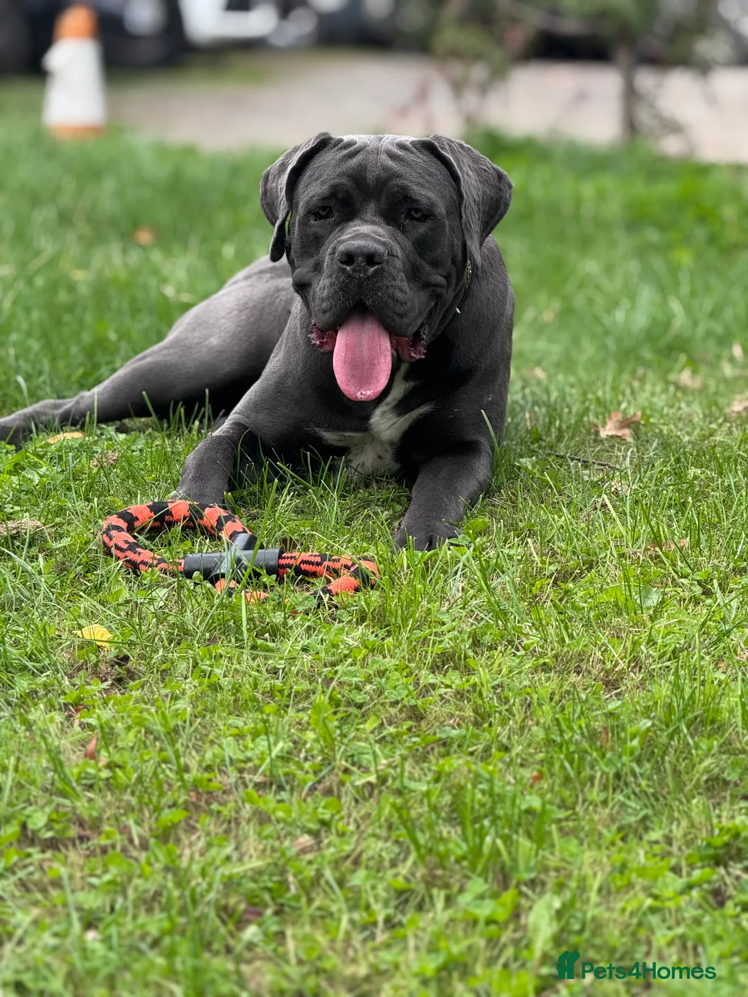 Cane Corso dogs for sale: 💙Cane Corso Boy Seeking Experienced,Loving Home💙 - Advert 8