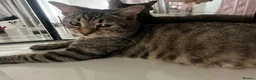 Mixed Breed cats for sale: Beautiful kittens  - Advert 10
