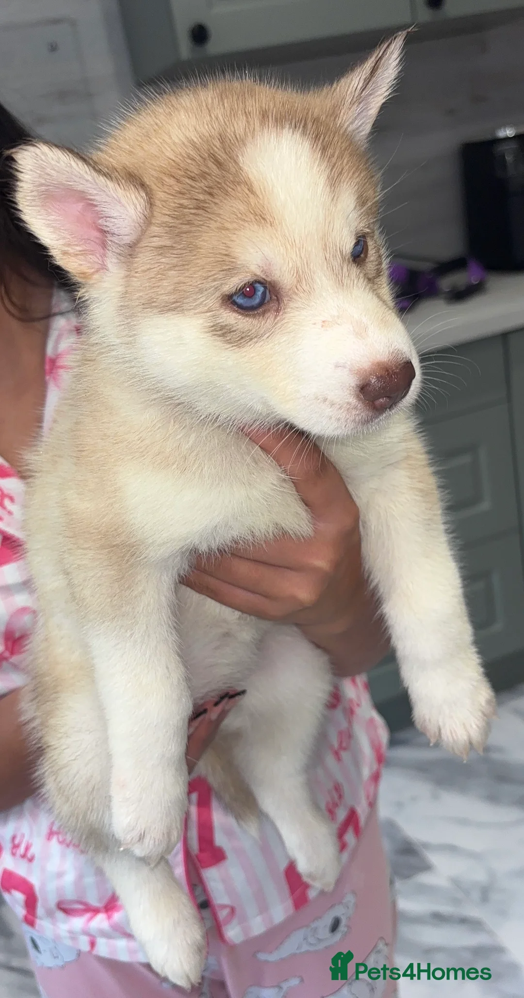 Siberian Husky dogs for sale: Ready Now! Siberian Husky boy left - Advert 2