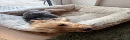 Yorkshire Terrier dogs for sale: 🌼 YORKSHIRE TERRIER GIRL FOR SALE 🌼  in Doncaster - Advert 2