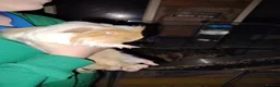 Guinea Pig rodents for sale: 2 male guinea pigs  - Advert 2