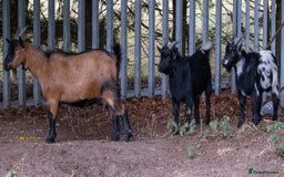 Goats livestock for sale: 3 male 2 female goats for sale .  - Image 7
