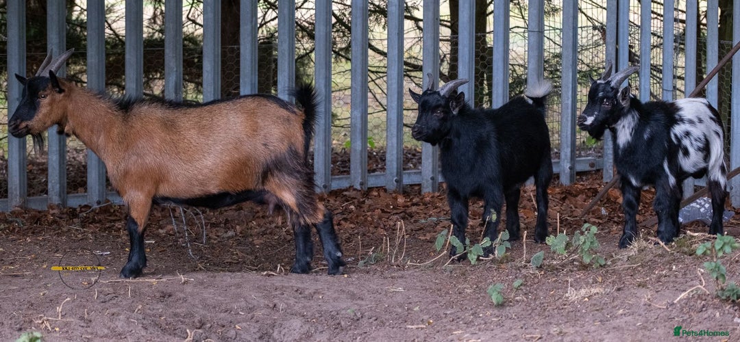 Goats livestock for sale: 3 male 2 female goats for sale .  - Image 7