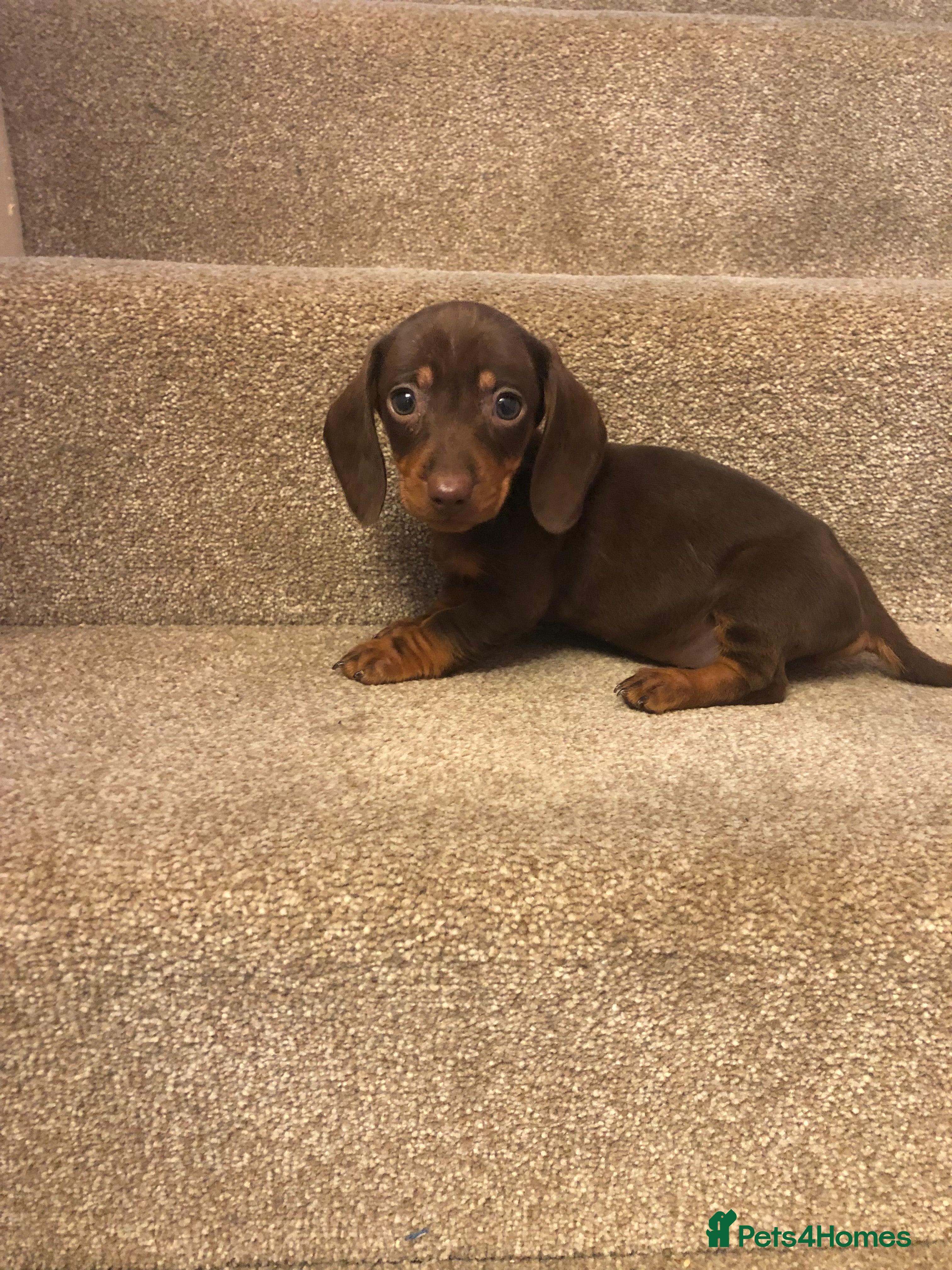Miniature Dachshund dogs Only 1 Beautiful Miniature Dachshund puppy left. - Advert 2