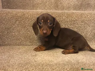 Miniature Dachshund dogs Only 1 Beautiful Miniature Dachshund puppy left. - Advert 2