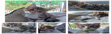 Mixed Breed Kitten 2