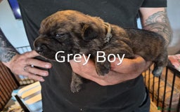 Mixed Breed dogs for sale: Beautiful Chow-Pei Puppies - Image 8