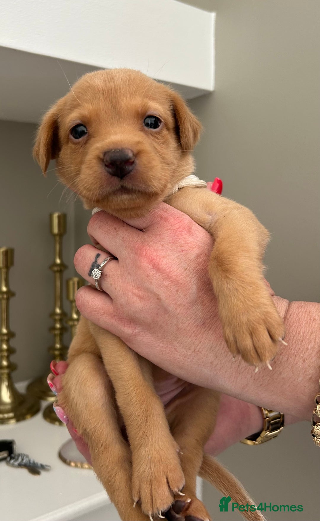 Labrador Retriever dogs for sale: Labradors retriever 4 weeks old 3 girls 2 boys  in Walsall - Image 3
