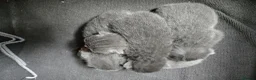 British Shorthair cats for sale: Beautiful  British Shorthair Kittens in Bournemouth - Advert 24