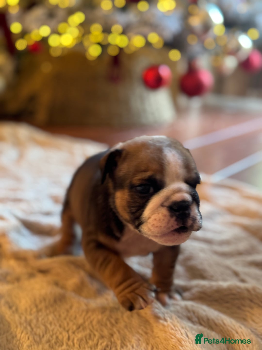 English Bulldog dogs for sale: Red and White English Bulldogs  - Advert 10