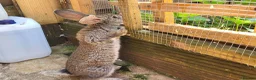 Continental Giant rabbits for sale: Giant Continental Rabbits READY TO LEAVE - Advert 1