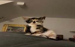 Mixed Breed cats for sale: Beautiful kittens ready for new loving homes  - Advert 7