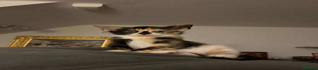 Mixed Breed Kitten 4 - Nosik