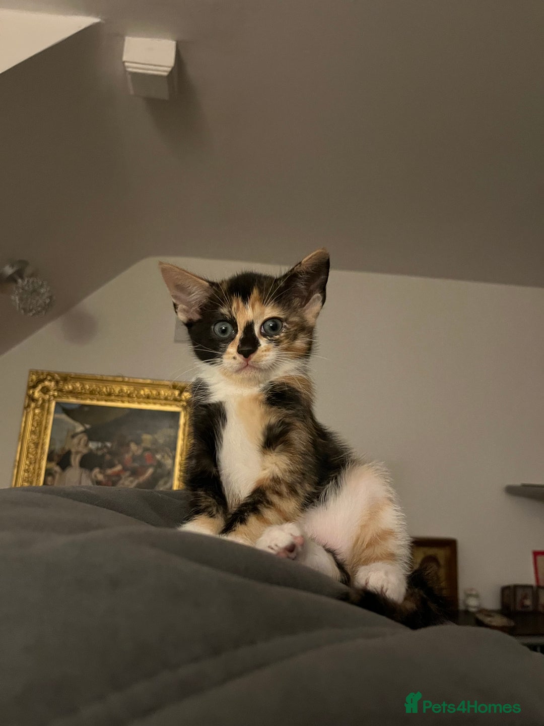 Mixed Breed cats for sale: Beautiful kittens ready for new loving homes  - Advert 7