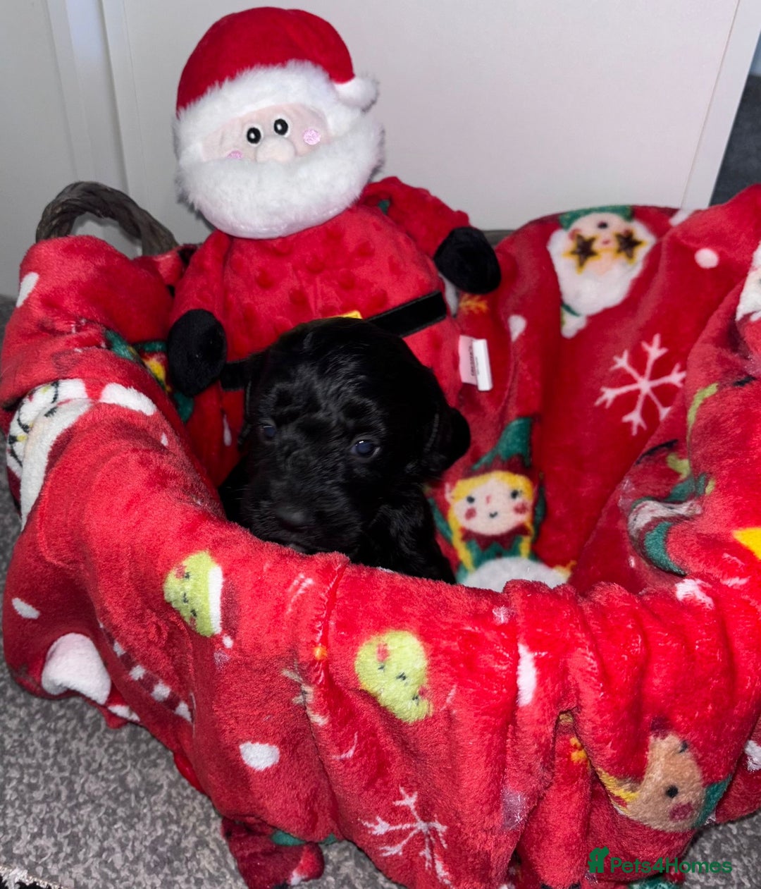 Cockapoo dogs for sale: 3 remaining Adorable cockapoo puppies  - Advert 21