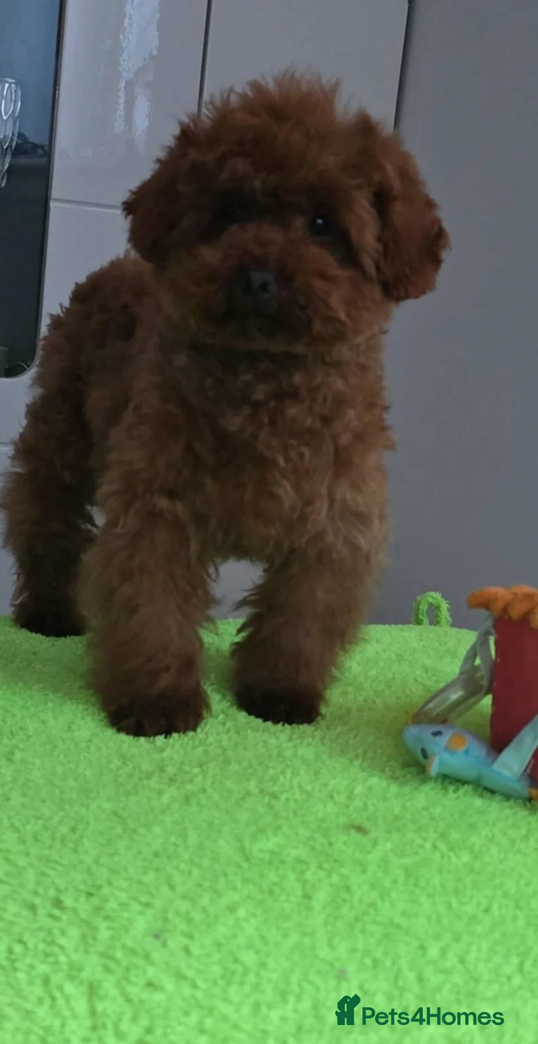 Maltipoo dogs for sale: 6-Month-Old Maltipoo Puppies – Male & Female - Advert 18