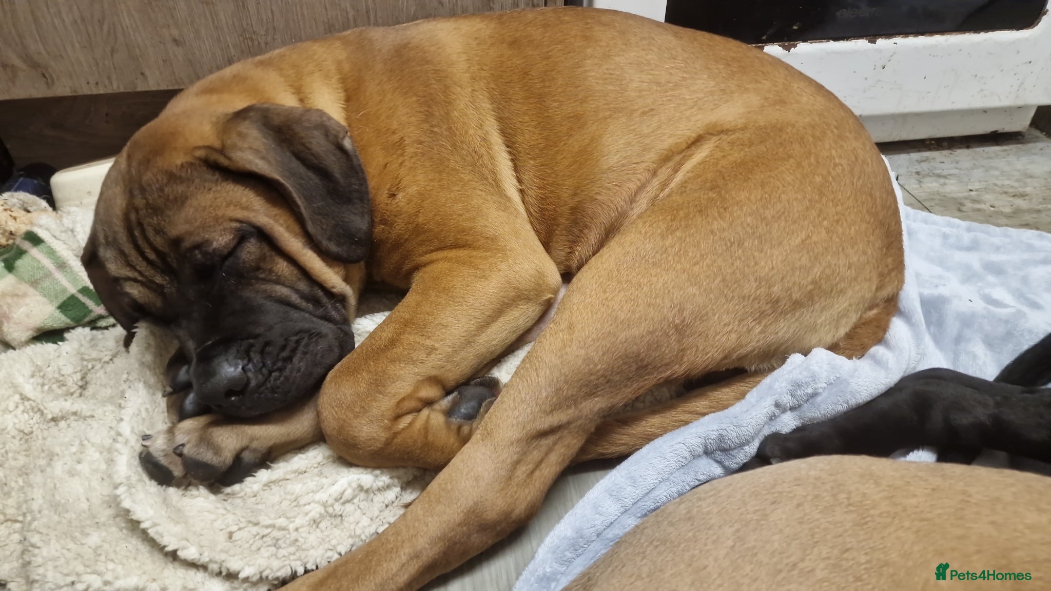 Cane Corso dogs 8 month old cane corso - Advert 1