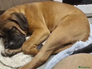 Cane Corso dogs 8 month old cane corso - Advert 1