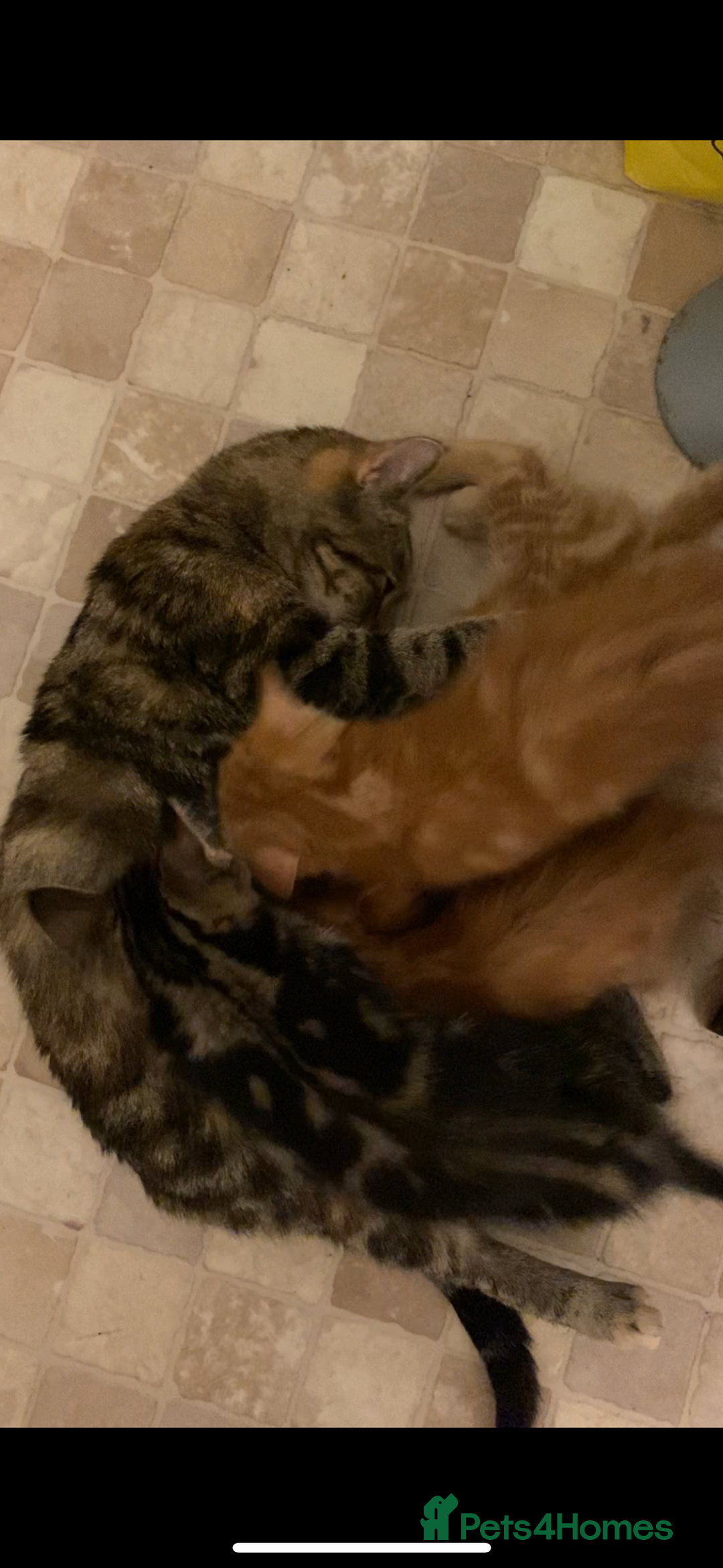 Mixed Breed cats for sale: 4 ginger & 1 tabby kittens - Image 9