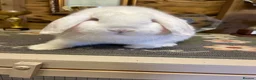 Dwarf Lop rabbits for sale: Lovely dwarf lops available  - Advert 3