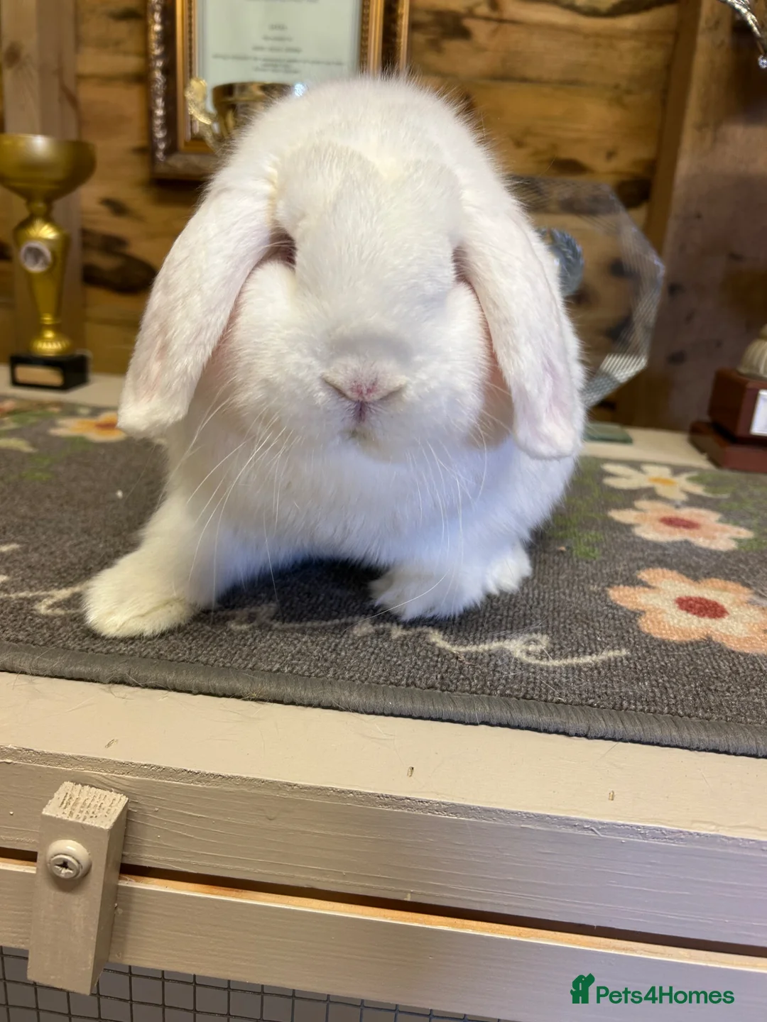 Dwarf Lop rabbits for sale: Lovely dwarf lops available  - Advert 3