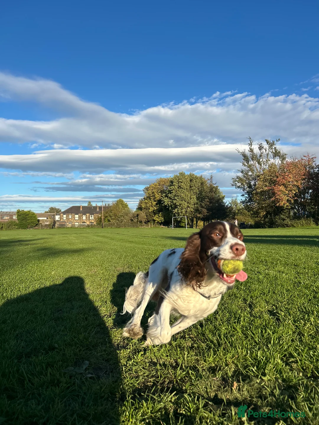 English Springer Spaniel dogs for stud: Nico  - Advert 2