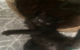 British Longhair cats for sale: Price drop 2 Gorgeous Female Kittens For Sale - Image 2
