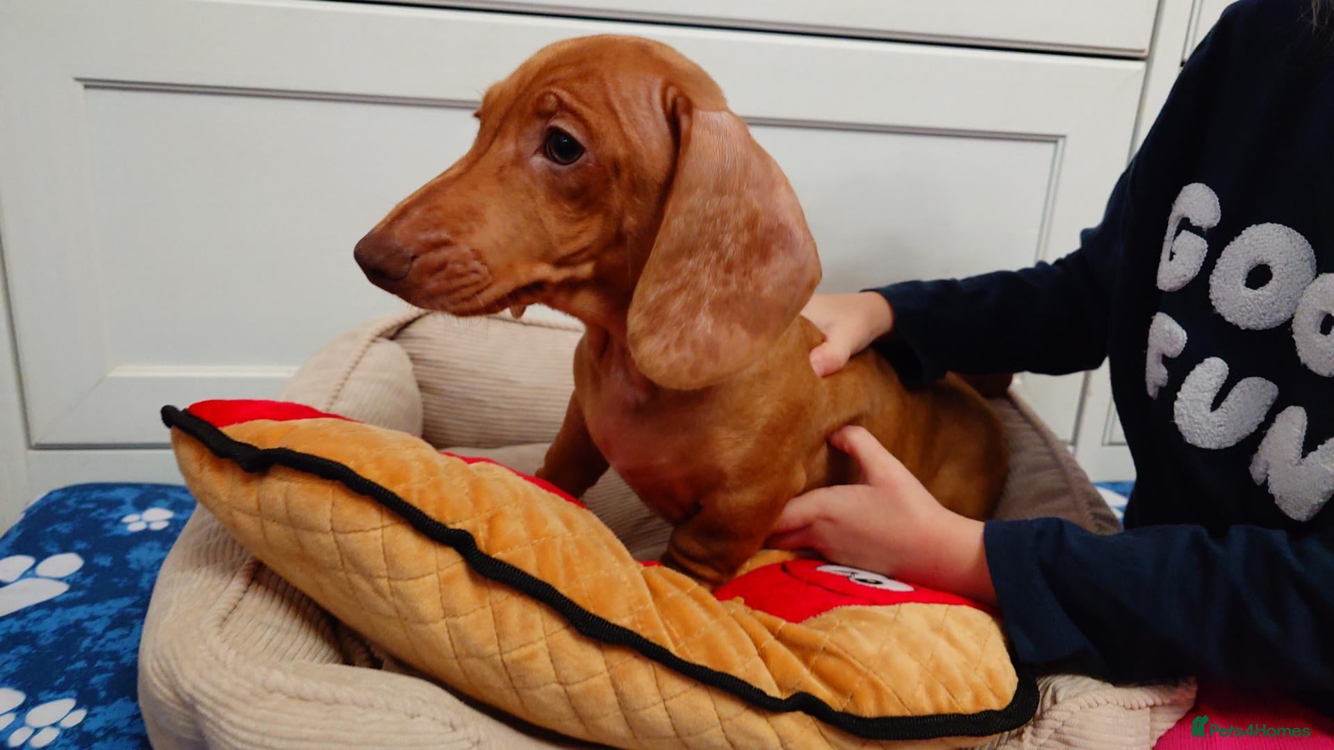 Miniature Dachshund dogs Beautiful Miniature Puppy Dachsung  - Advert 1