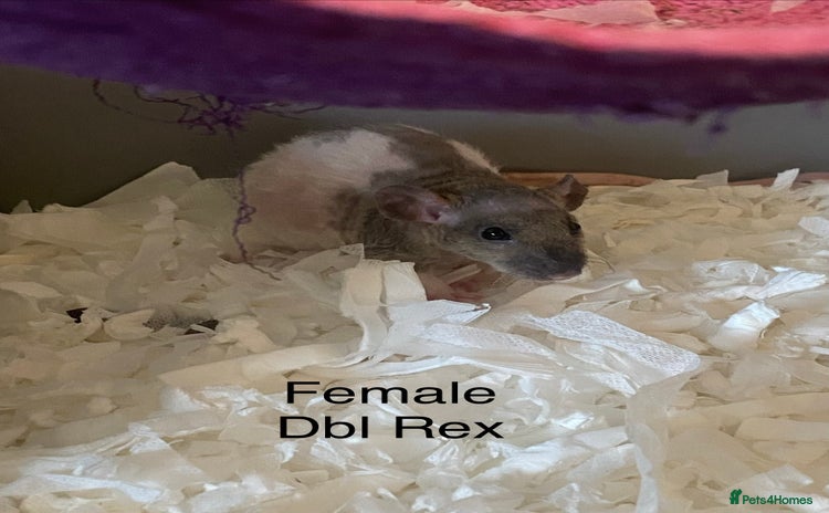 Rat rodents Baby Rats Female - Advert 12