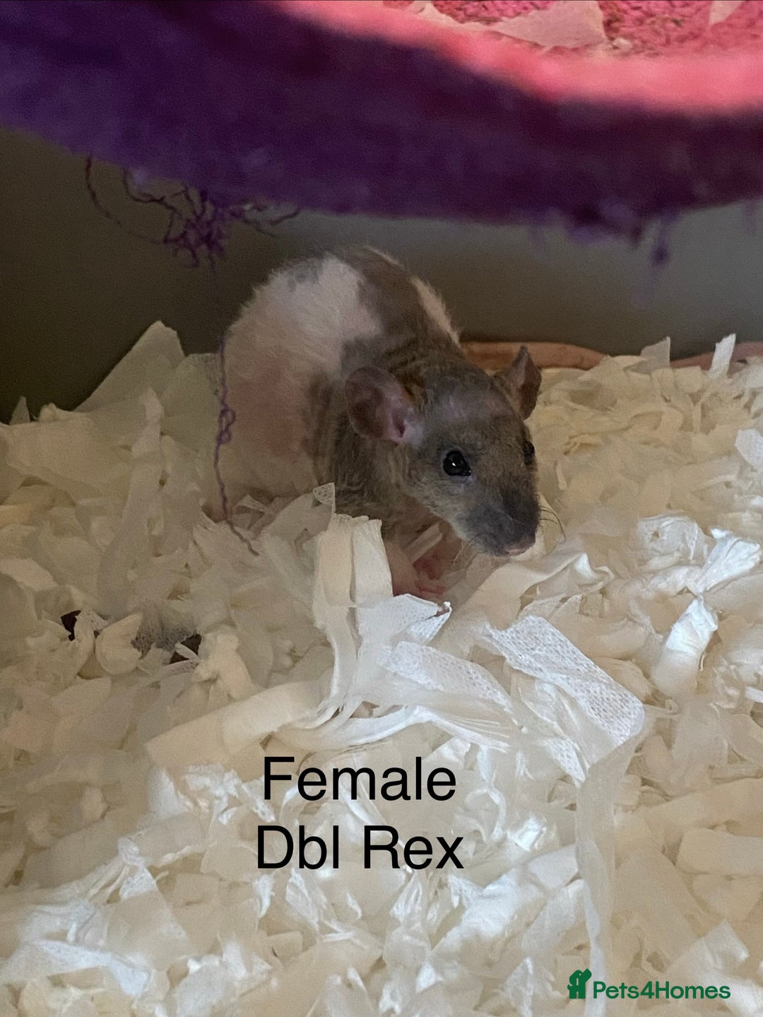 Rat rodents for sale: Baby Rats Female - Advert 1