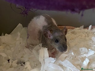 Rat rodents Baby Rats Female - Advert 16