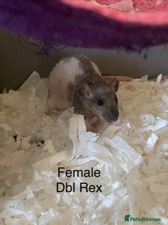 Rat rodents Baby Rats Female - Advert 2