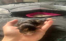 Maine Coon cats for sale: Beautiful kittens for sale  - Image 2
