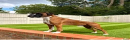Boxer dogs for sale: *** 22 Championships between parents *** in Newbury - Advert 3