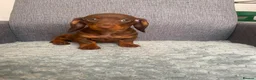 Miniature Dachshund dogs for sale: Miniature dachshund in Nelson - Advert 8