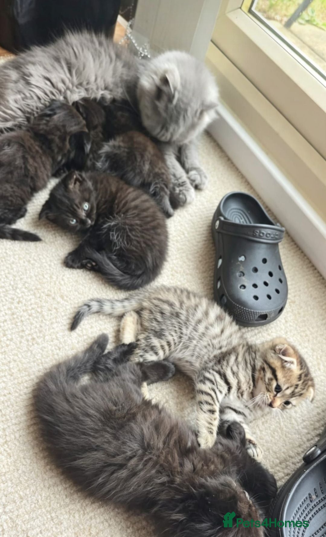 Scottish Fold cats Beautiful Scottish fold kittens readyto leave - Advert 5
