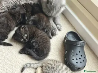 Scottish Fold cats Beautiful Scottish fold kittens readyto leave - Advert 5