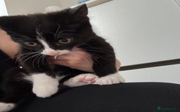 Mixed Breed cats for sale: Kittens mixed breed - Image 4