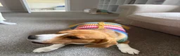 Beagle dogs for sale: Beautiful Beagle Girl Looking for forever home - Advert 2
