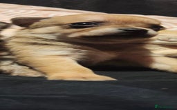 Chihuahua dogs for sale: Chihuahua pups  - Image 6