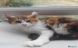 Maine Coon cats for sale: Beautiful XXL Maine-coon kittens 😸 ♥️  - Image 36