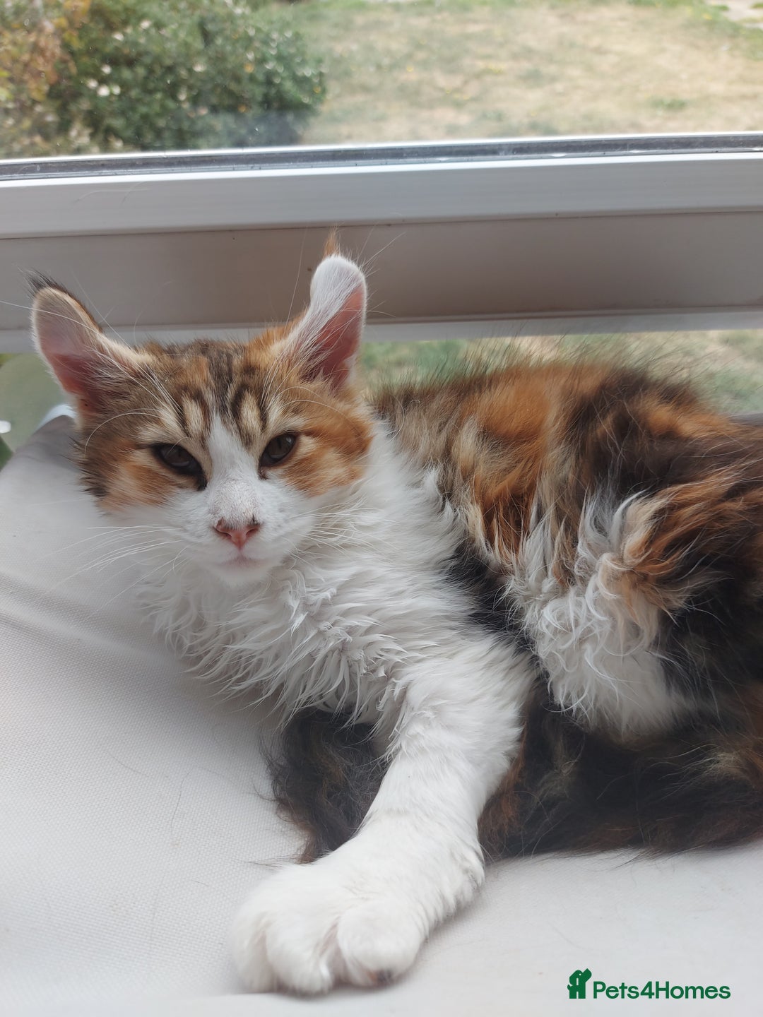 Maine Coon cats for sale: Beautiful XXL Maine-coon kittens 😸 ♥️  - Image 36