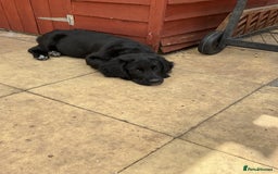 Mixed Breed dogs for sale: Spangold retrievers in Stourport-on-Severn - Image 8